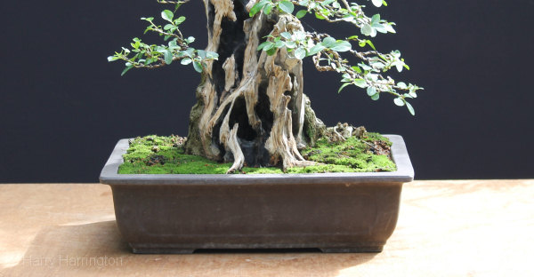 privet bonsai